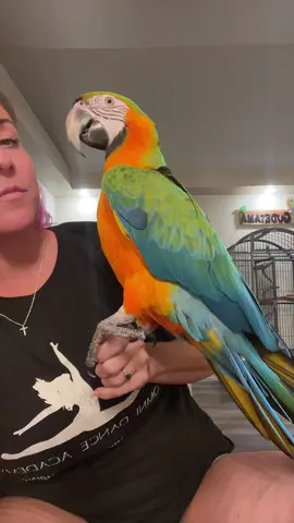 LOOK AT THAT FACE!!! 🧡💚💙 #macaw #parrotsoftiktok #parrot #birdmom #bird 