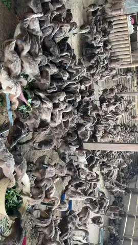 #peternakmuda #peternakbebekindonesia #bebekpedaging #bebeksuper🦆 #pedagingberkelas #gadihmarawafarm 