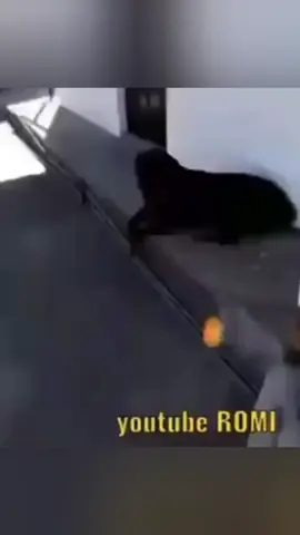 Perritos traviesos  #videosdecomedia #videosdehumor #amilcarrock #humornegro #venezuela 