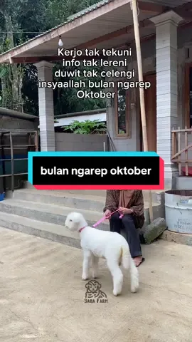 🤪😁 #baba_farm #peternakdomba #merino #dombamerino #lewatberanda