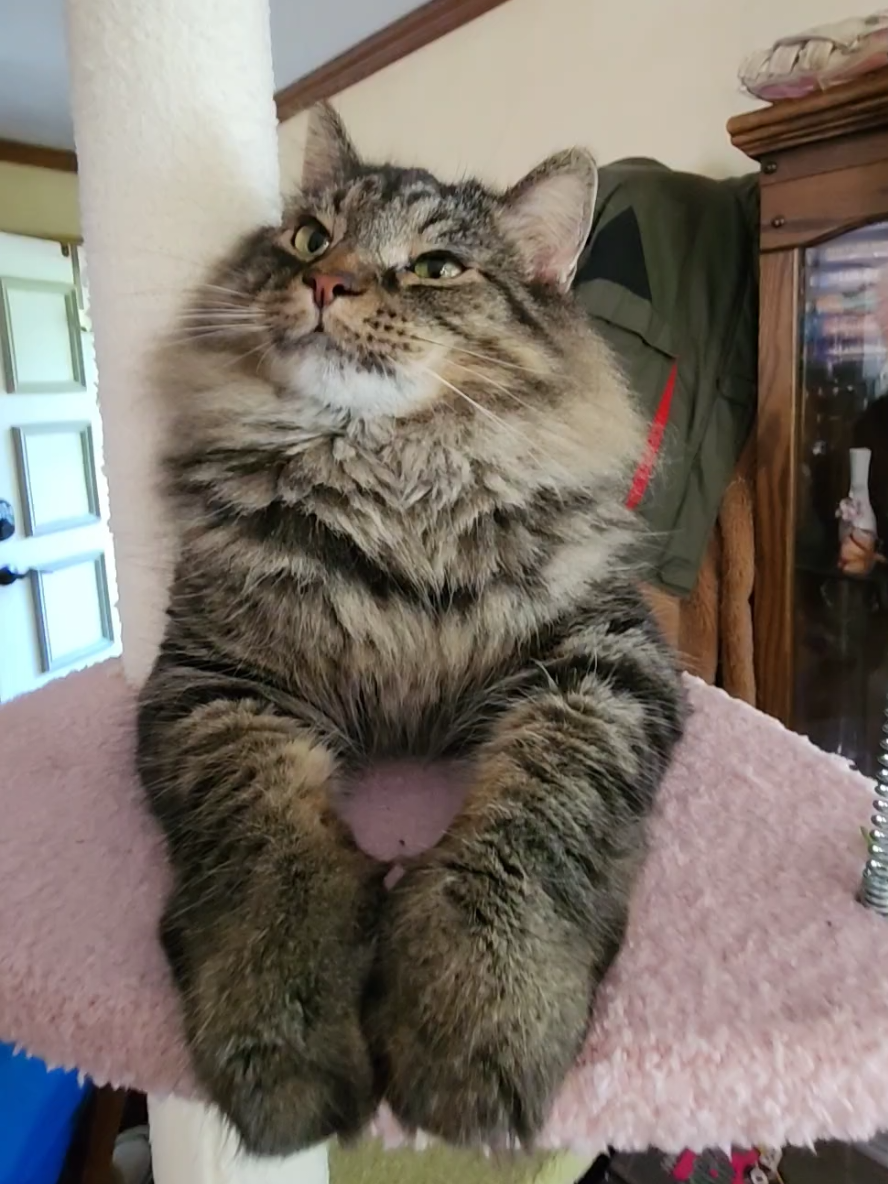 JOIN THE DISCORD LINK IN BIO‼️ cat video so feel free to :3 this is my cat using a floor to ceiling cat tower. maybe I need to bring back lore in order to bring back views. #DefundMakeawish #freemailbox #freeterrance  #fyp       #catsoftiktok 