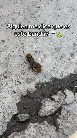 Qué es esto? #paratii #terror #terrorparanormal #serpiente #fyp 