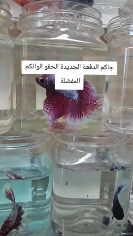 #الامارات_العربية_المتحده🇦🇪 
