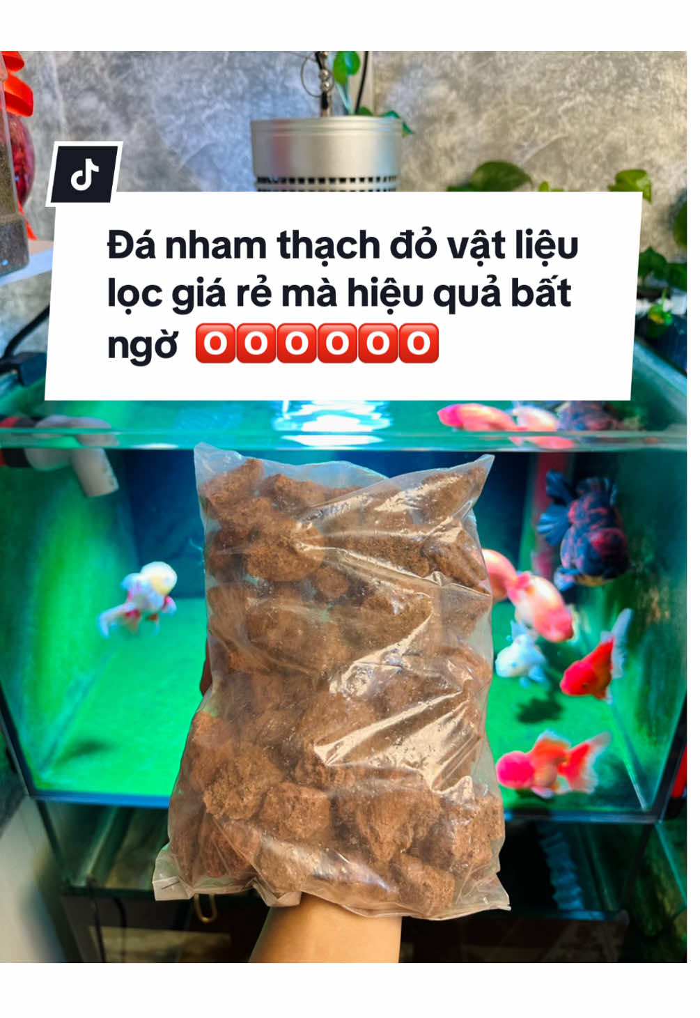 #tuancariview 