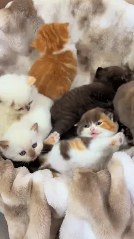 Kitty Kindergarten😁.#cute #kitten #cats #pets 