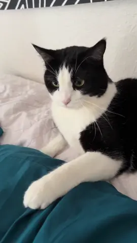#miau #catsoftiktok 