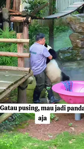 Pen jadi panda aja lah #funny #panda #fyp #viral #kocak 