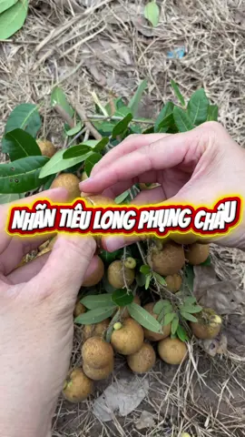 Nhãn tiêu long phụng châu cơm dày hạt nhỏ, mềm cơm 🥰#nhantieulongphungchau #nhãn #caygiong #xuhuong #quehuong #cuocsong #longan #vinhlong #đongthap #baclieu 