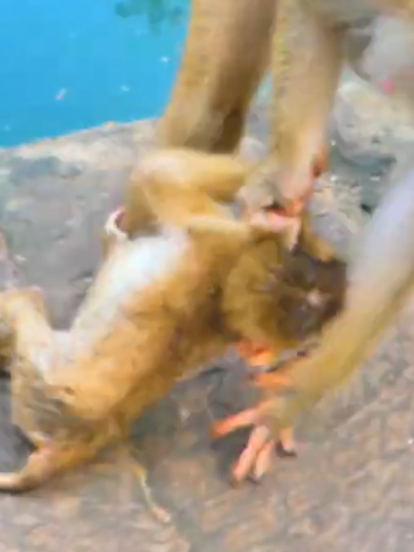 This is a adorable baby is so beautiful #trend #baby #viral #monkey #tixtok 