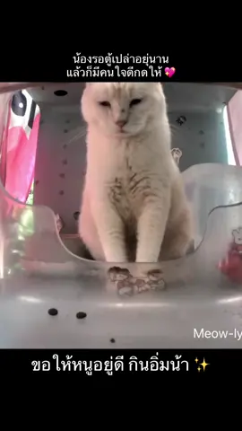 #purrrr #ให้อาหารแมวจร #ทาสแมว #ทาสหมา #ขึ้นฟีดเถอะ 