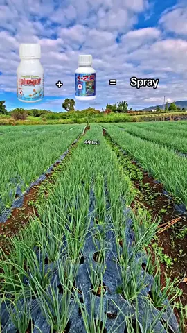 Fungsi pupuk X-ZO (X-ZO silika) adalah untuk memperkuat batang tanaman, melindungi buah dari hama dan penyakit, mempercepat pematangan buah dan biji, serta meningkatkan efektivitas pestisida karena kandungan silika dan boronnya. Silika bekerja dengan mempertebal dinding sel, sementara boron berperan dalam metabolisme tanaman. Selain itu, silika pada X-ZO juga dapat mengganggu ekosistem hama seperti kutu dan cendawan.  Fungsi Utama Big Phospor Mempercepat Pembungaan dan Pembuahan: Memberikan nutrisi yang dibutuhkan tanaman untuk segera berbunga dan berbuah.   Meningkatkan Kualitas Buah: Memperbaiki rasa dan aroma buah secara signifikan, serta membantu pembentukan zat gula pada buah.  Meningkatkan Pertahanan Tanaman: Kandungan pelarutnya yang kaya oksigen dapat menghambat serangan virus, bakteri, dan jamur.  #petaniindonesia🇮🇩🇮🇩🇮🇩🌿🌿  #pertanianberkelanjutan  #petanisukses  #bigphospor #xzo 