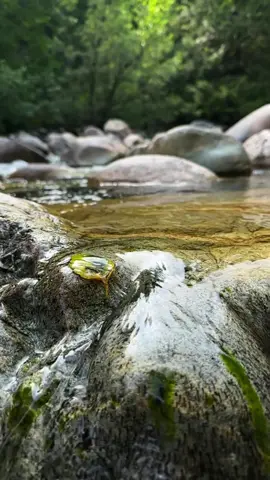 “Nature remembers who you are even when you forget” I love this line so much. Nature is our home 🌿🙏🏼 #nature #naturetherapy #slowmotion #river 