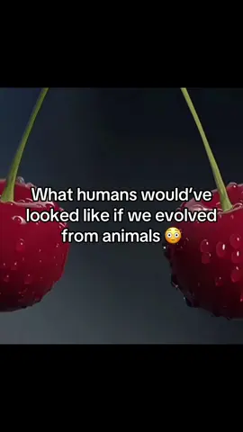 #real #corndogcat #LanguageLearning #fyp #viral 