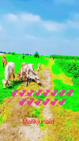 #💯💯💯💯💯💯🥳💯💯💯💯💯💯💯💯💯💯💯💯💯💯💯💯@Malik Junaid 