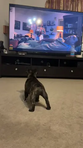 He loves watching tv lol #frenchbulldog #creatorsearchinsights #viral 