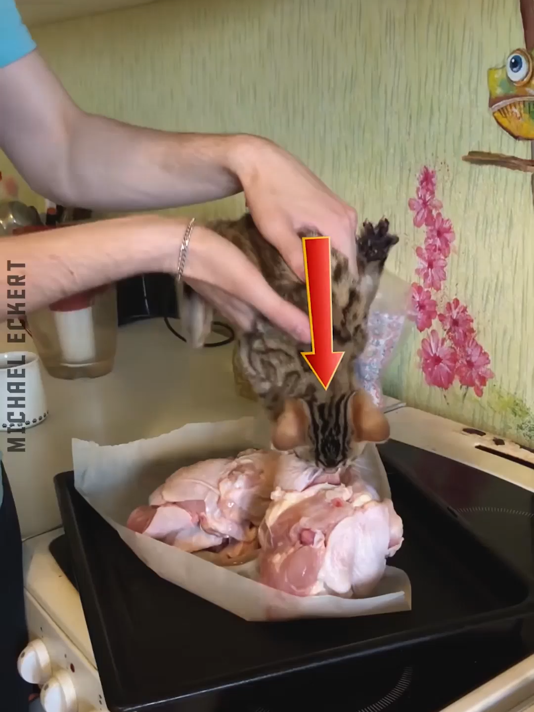 #foryou #fyp #meme #divertido #gracioso #pet #funnyvideos #dog #cat #猫おもしろ #アテレコ #funnyanimals #dogsoftiktok #catsoftiktok
