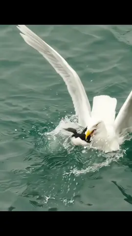 #foryou #tiktok #animals 