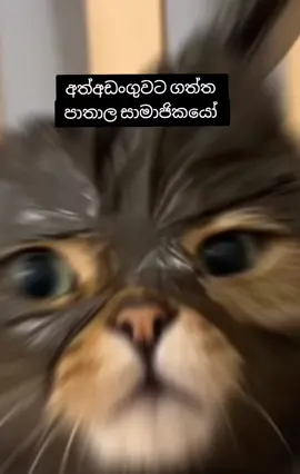 😾  #srilankan_tik_tok🇱🇰 #fyp #foryou #humor #viral 