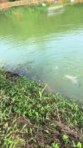 Hồ câu cát tường#xuhuong #fishing #xuhuongtiktok #cauca #xh 