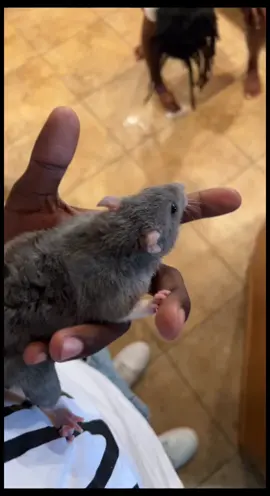 I found ratatouille 