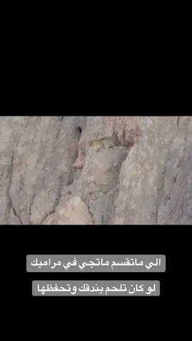 #اكسبلور #السعودية #الزيته_علقان_تبوك_نيوم_الشمال 