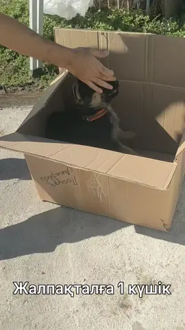 Жалпақталға 1 күшік 