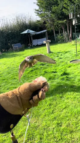 Owls fly silently……….all accept me, who shouts as loud as possible to let everybody know what’s going on. The silent flight is due to specially adapted feathers: the velvety texture of their feathers dampens sound, while comb-like serrations on the leading edge and a frayed trailing edge break up air turbulence #gobby #shouting #loudandproud #attentionplease 