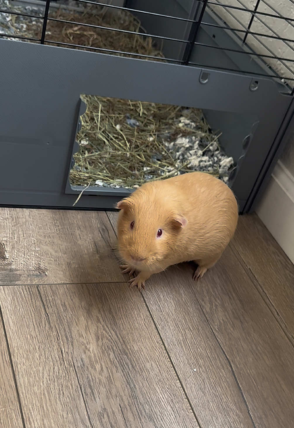 Hopping out of the cage #guineapig #guineapigsoftiktok #guineapiglove #hoppin #fyp 