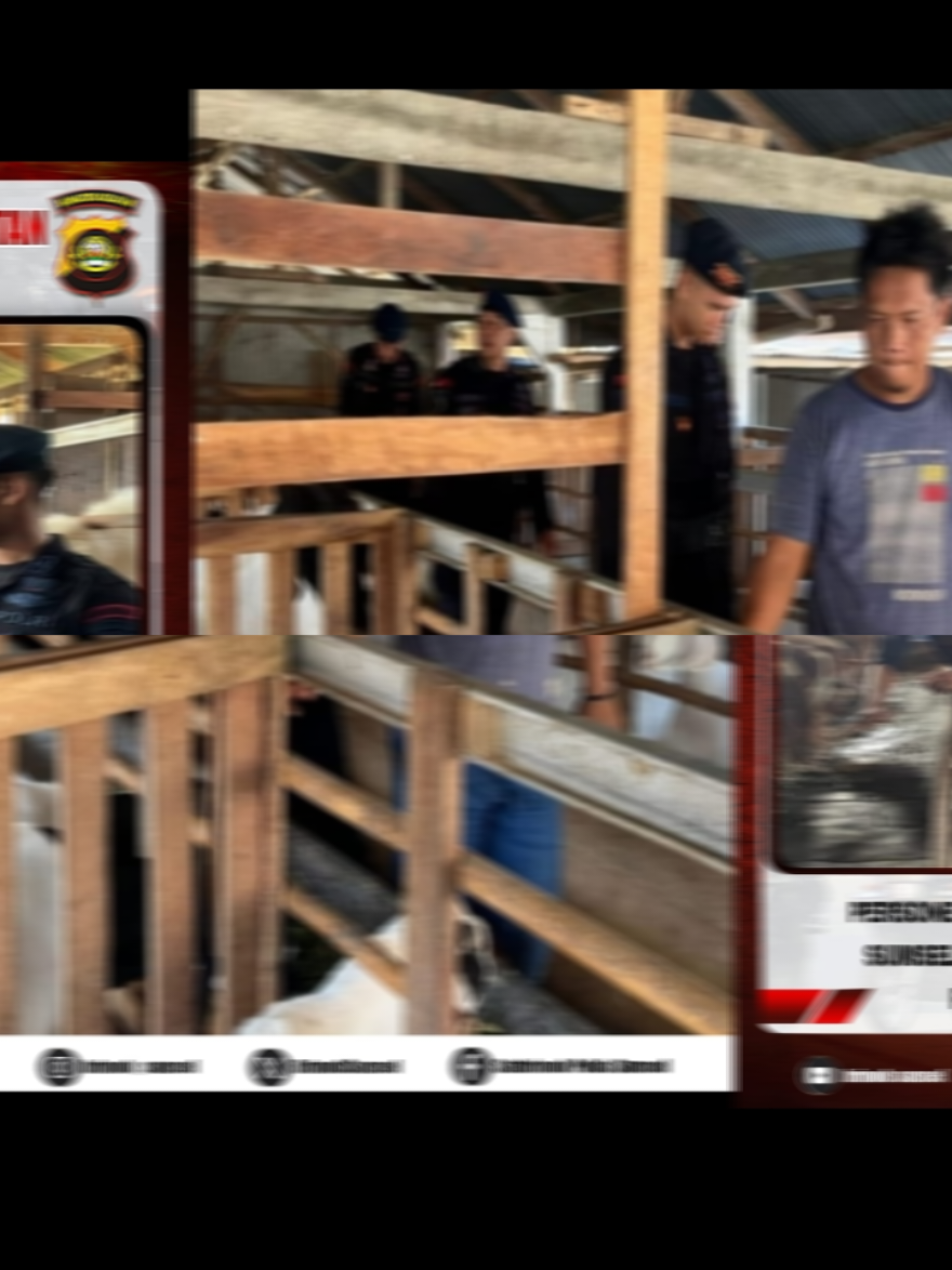 SATBRIMOB POLDA SUMSEL Personel Kompi 1 Batalyon C Pelopor Satbrimob Polda Sumsel Melaksanakan  Kegiatan  Patroli Sambang  Dalam Rangka mendukung program pemerintah  Peningkatan Produktivitas  Pangan di Kab Oku Timur. - - - - - #brimobsumsel #brimobpolri #brimobuntukindonesia #poldasumsel #brimobpoldasumsel @kapolri_indonesia @listyosigitprabowo @susnadi_95  @Divisihumaspolri @brimob_sumsel @polisi_indonesia @musi_satu @polisi_sumsel @humaskorpsbrimob @oganilirterkini @palembangterkini