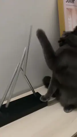 #catspftiktok #funny #pet #funnyvideos #catlover 