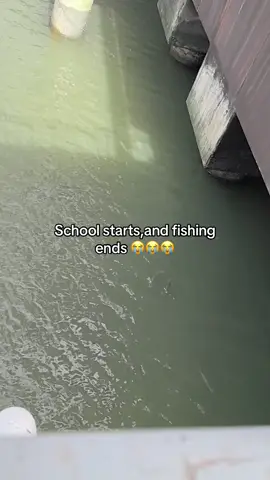 Fishing >>>School #fishing #fishinglife #foryou #fishingtiktoks #fisherman 