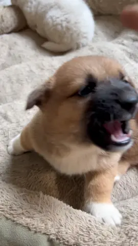 #foryou #viral dog usa #doglover
