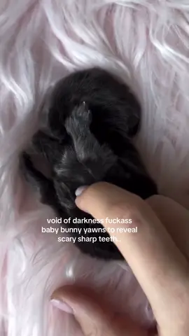 cute babby bnnoy.. #spirituality 