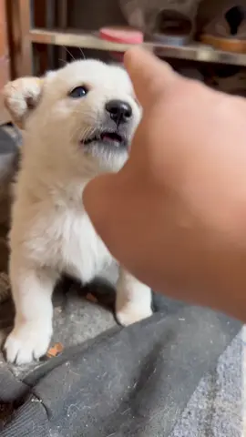 #foryou #viral dog usa #doglover