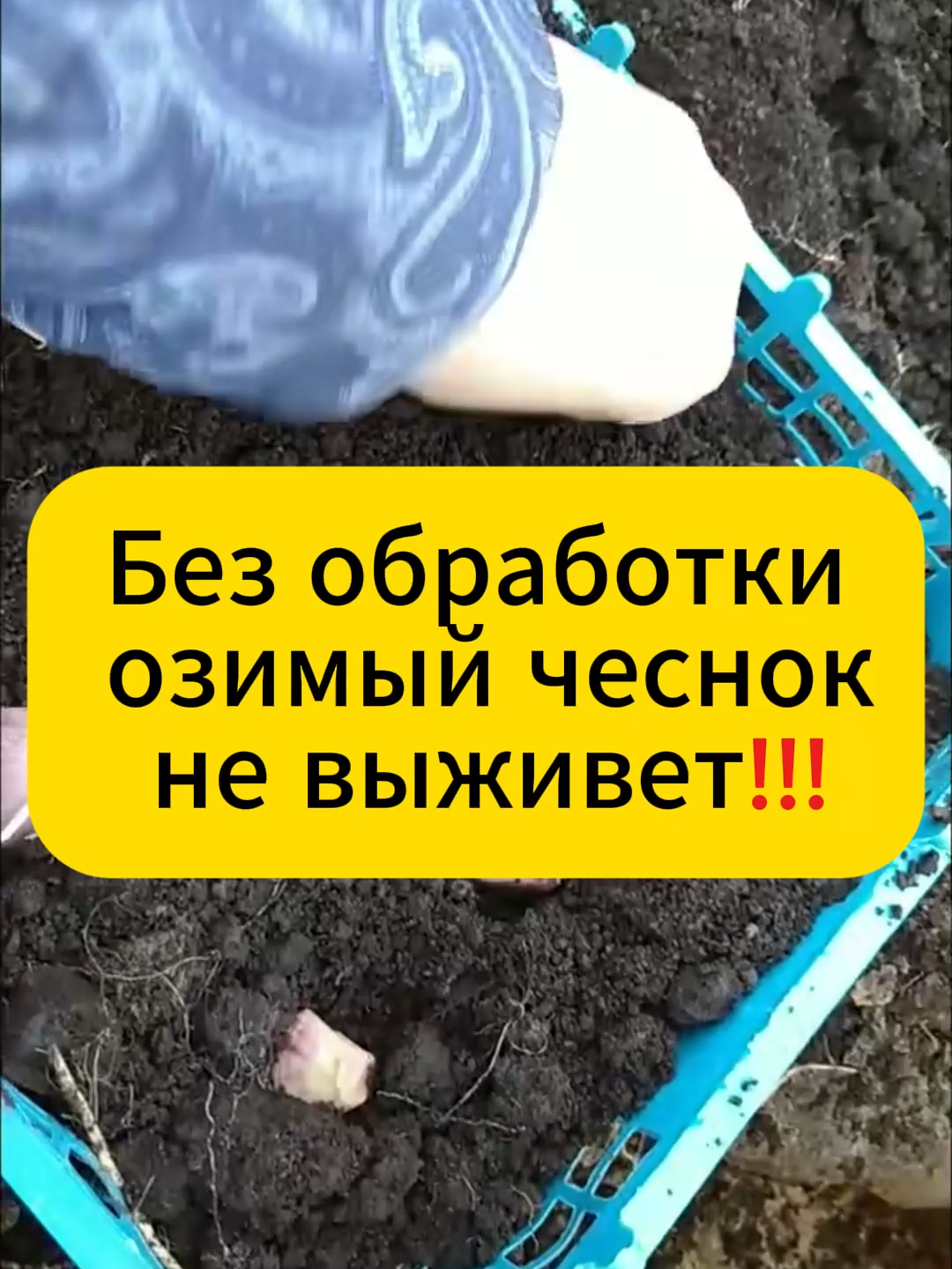 Не сажай чеснок без этой обработки!!! #дача #лайфхак #огород #советыдачникам #чеснок #чеснокозимый #посадкачеснока