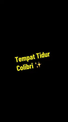Tempat Tidur Colibri  Dengan Ukuran 180 cm x 200 cm, dan di lengkapi dengan 2 laci.😍 Berbahan Full Kayu jati ✨ Pembayaran Full COD ke seluruh pengiriman 🚚  Pengiriman langsung dari 📍. Jepara, Jawa Tengah. ✔️ Untuk info & pemesananan, Chat 0852-2610-3263 💬  #fypdong #tiktokviral #mebeljepara #mebelmurah #livemebel 