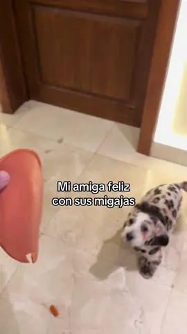 #perrijos #perritos #paratii #doglovers #fyp 