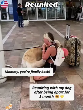 Dogs bursting with joy when they see their beloved humans again 🥹 🐶❤️  #pet #foryou #fyp #dog #reunion #owner 
