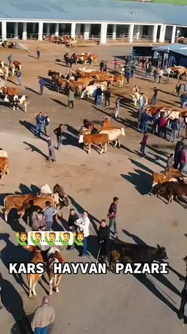 Kars hayvan pazarı pazartesi günü açılıyor tüm esnaflara duyuru #kars #hayvan #pazari 