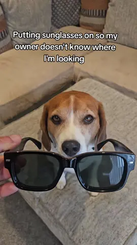 Of course that's where he's looking 😂🍕👀 #dog #dogsoftiktok #beagle #doghumour #funny 