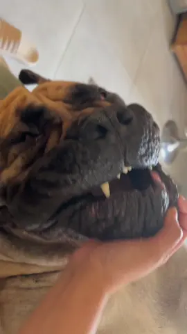 My problem child😂😂😂#Raptortheboerboel #bighousedog #boerboelsoftiktok @Hashtag_boerboels 