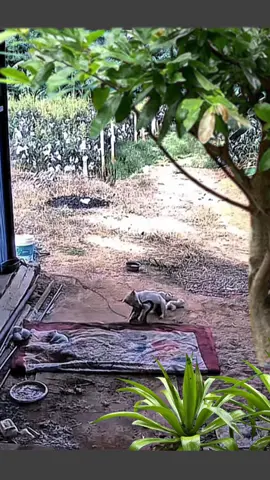 #Animals #fyp #viral 
