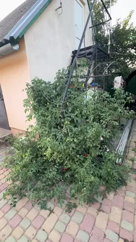 Звук ідеально ліг 🤪🤪🤪 В нас історія інша - просто хтось з домашніх туди викинув залишки томату. 