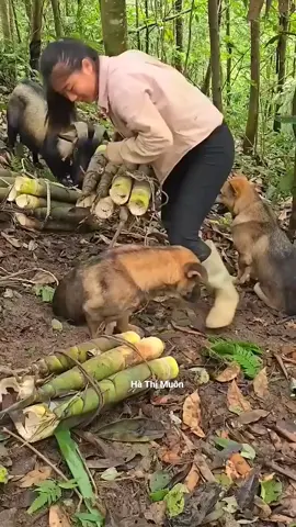 Lấy măng cùng chị 