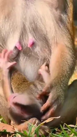 Oh..Lily, Baby Monkey and Libby her Good Mom Monkey