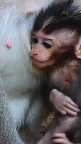 Cute Luno, Lily baby monkey life with mom care well #monkey #animals #wildlife #wildanimals #wildmonkey #babymonkey #newbornmonkey #baby #pet #Video #cutemonkey 168 (14)