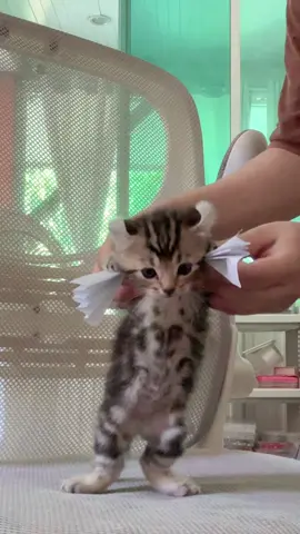 ส่งการบ้านของ เด็กชาย ฮาโจ๋ อนุบาล 1/1  ##fyp##cats##ส่งงานครูอนาวิล #อเมริกันช๊อตแฮร์##อเมริกันเคิร์ล
