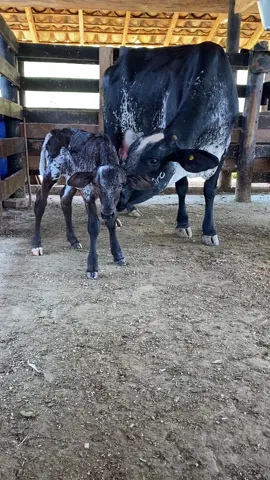 Novilha Girolando Registrada, com Bezerra FIV. Esse sistema funciona?#girolando #leite #fazenda #vidanaroça 