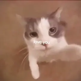 cat love you #meme #cat #viral #100kviews 