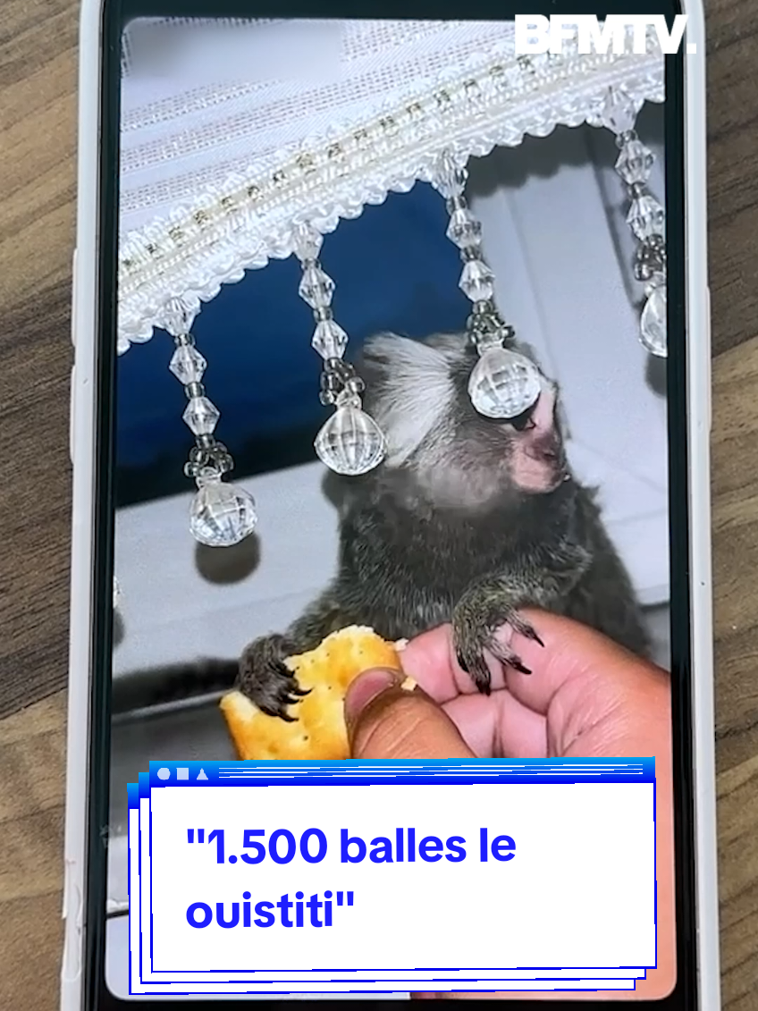 Nous avons tenté d'acheter un ouistiti de manière illégale.  #animaux #vente #illégalité 